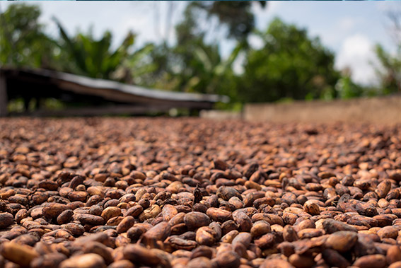 Cacao en grano